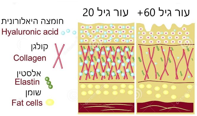 קולגן.jpg